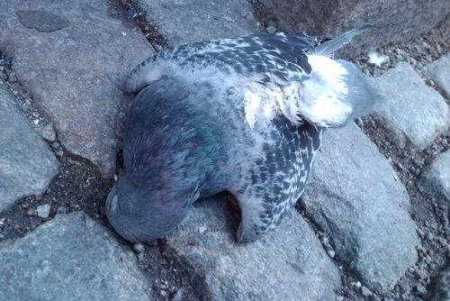 dead_dove dead_dove