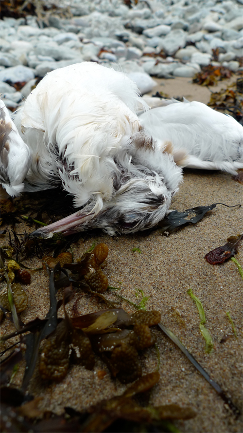 dead_bird Dead bird on beach.