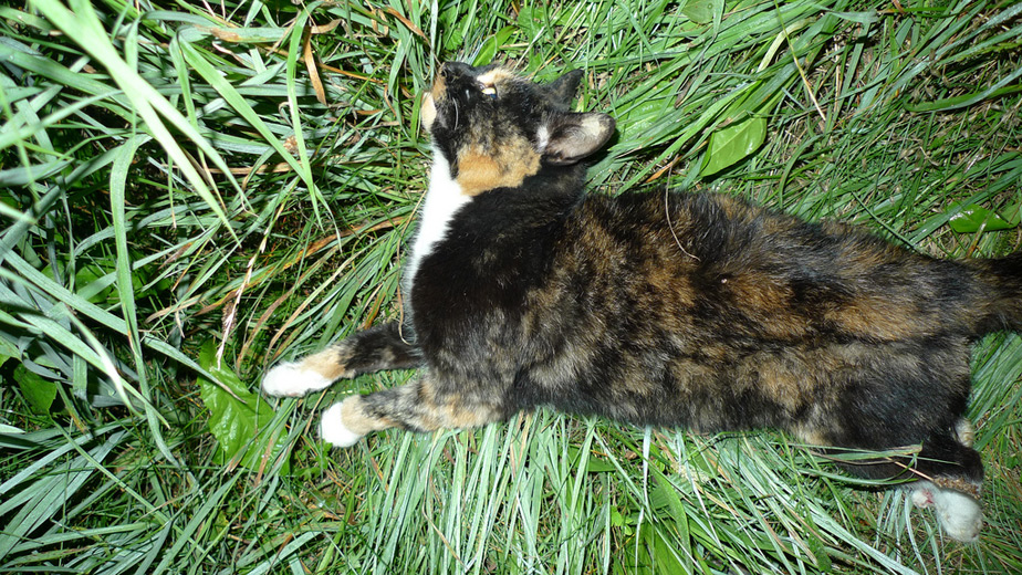 dead_cat_2